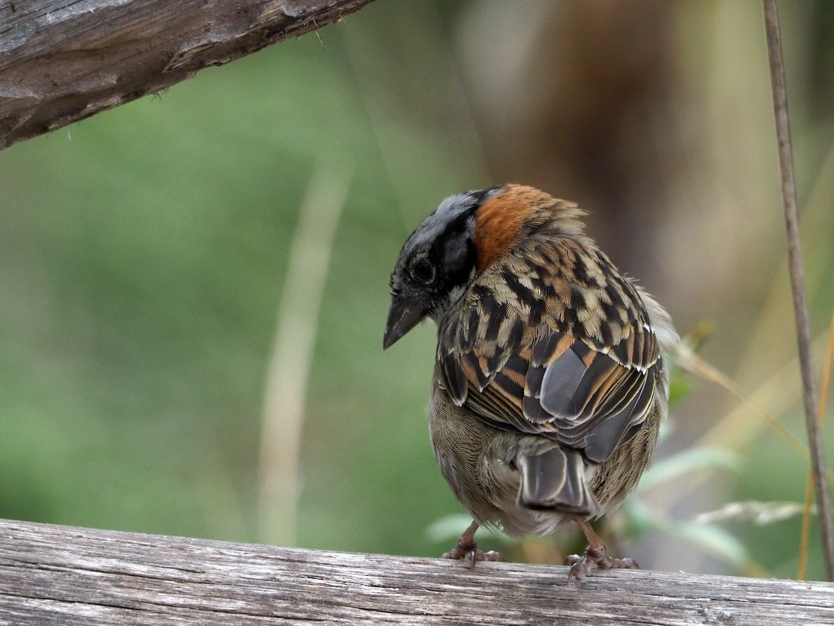 Rufous-collared Sparrow - ML188971641