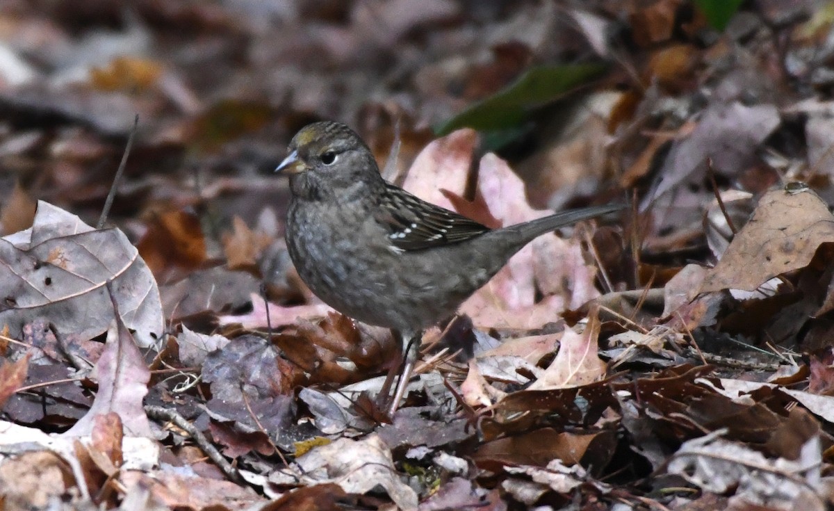 Golden-crowned Sparrow - ML188974271