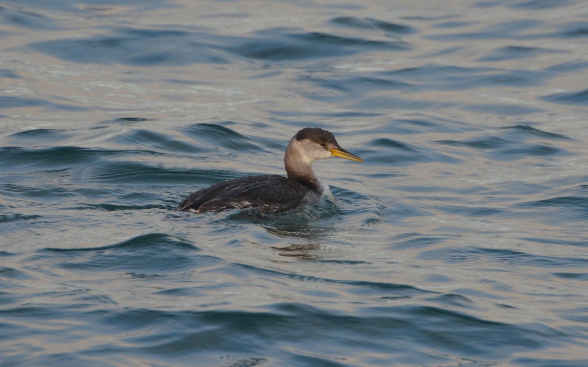 Red-necked Grebe - ML188981171