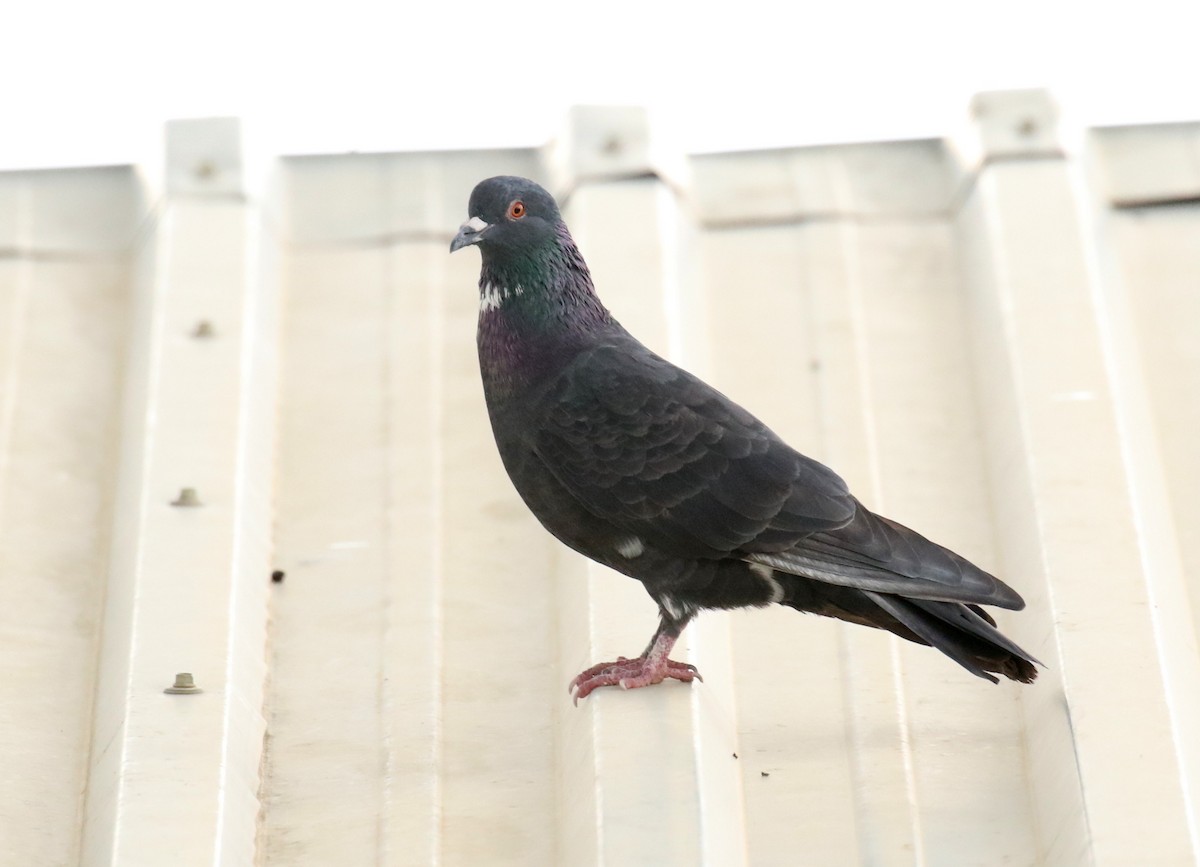 Rock Pigeon (Feral Pigeon) - Fikret Ataşalan