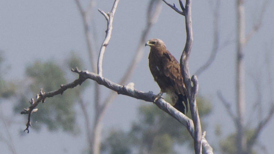 Greater Spotted Eagle - ML188986211