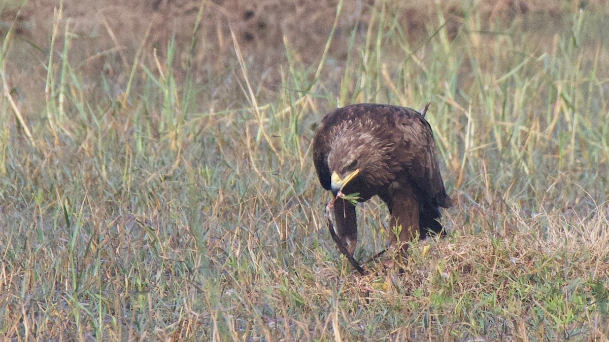 Greater Spotted Eagle - ML188986221