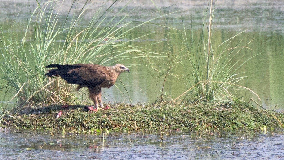Greater Spotted Eagle - ML188986231