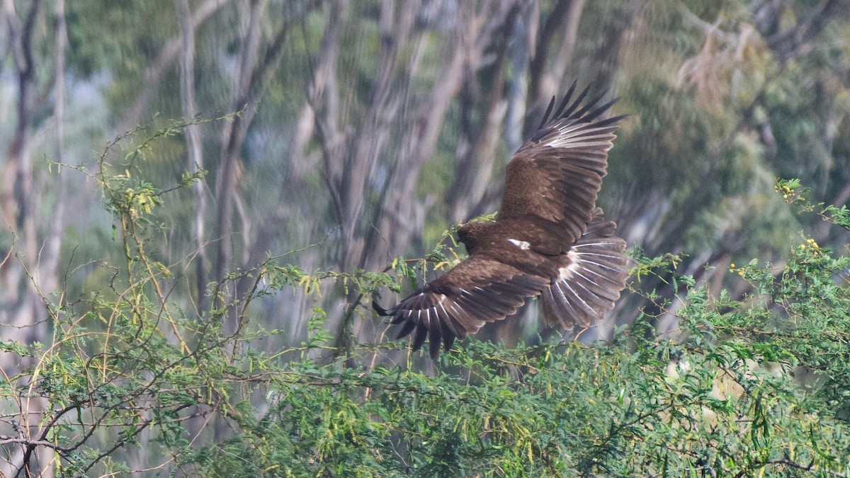 Greater Spotted Eagle - ML188986281