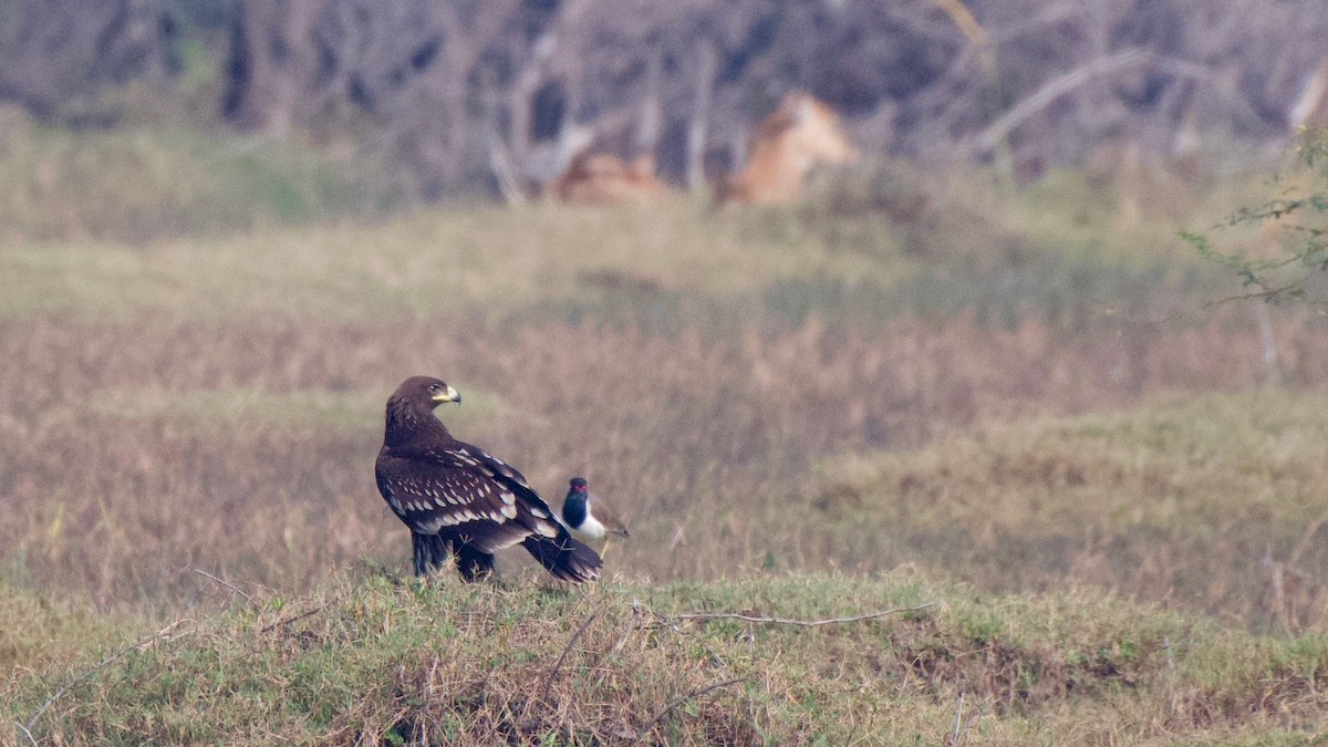 Greater Spotted Eagle - ML188986321