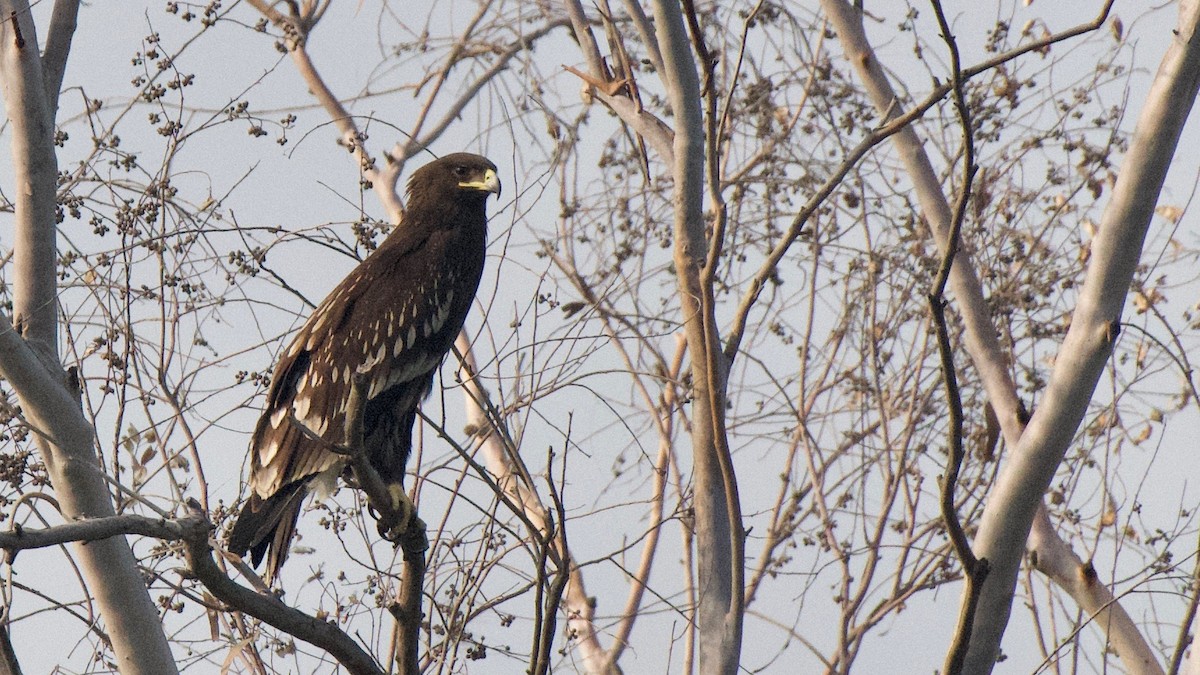 Greater Spotted Eagle - Mamta Muttreja