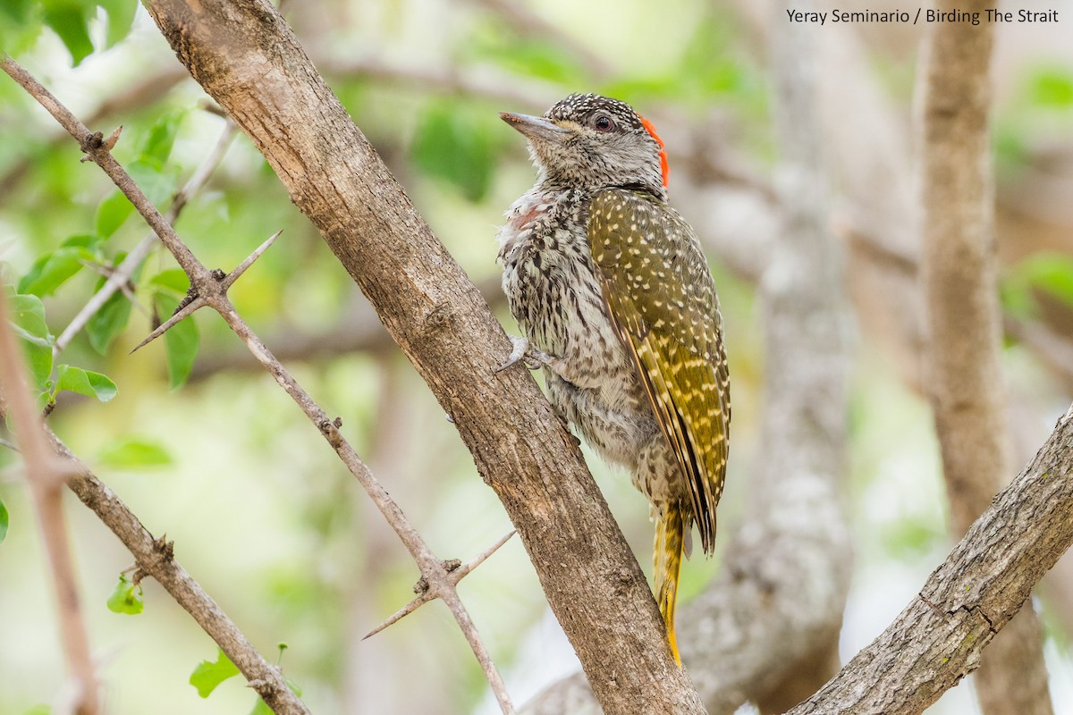 Golden-tailed Woodpecker - Yeray Seminario