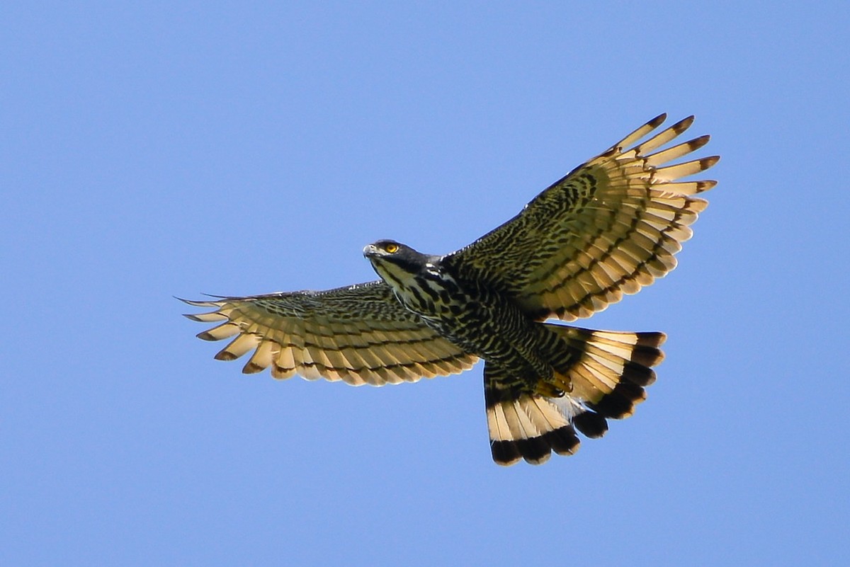 Blyth's Hawk-Eagle - Harn Sheng Khor