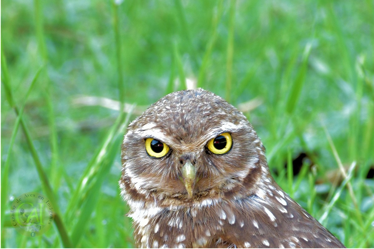Burrowing Owl - Pedro Rivero
