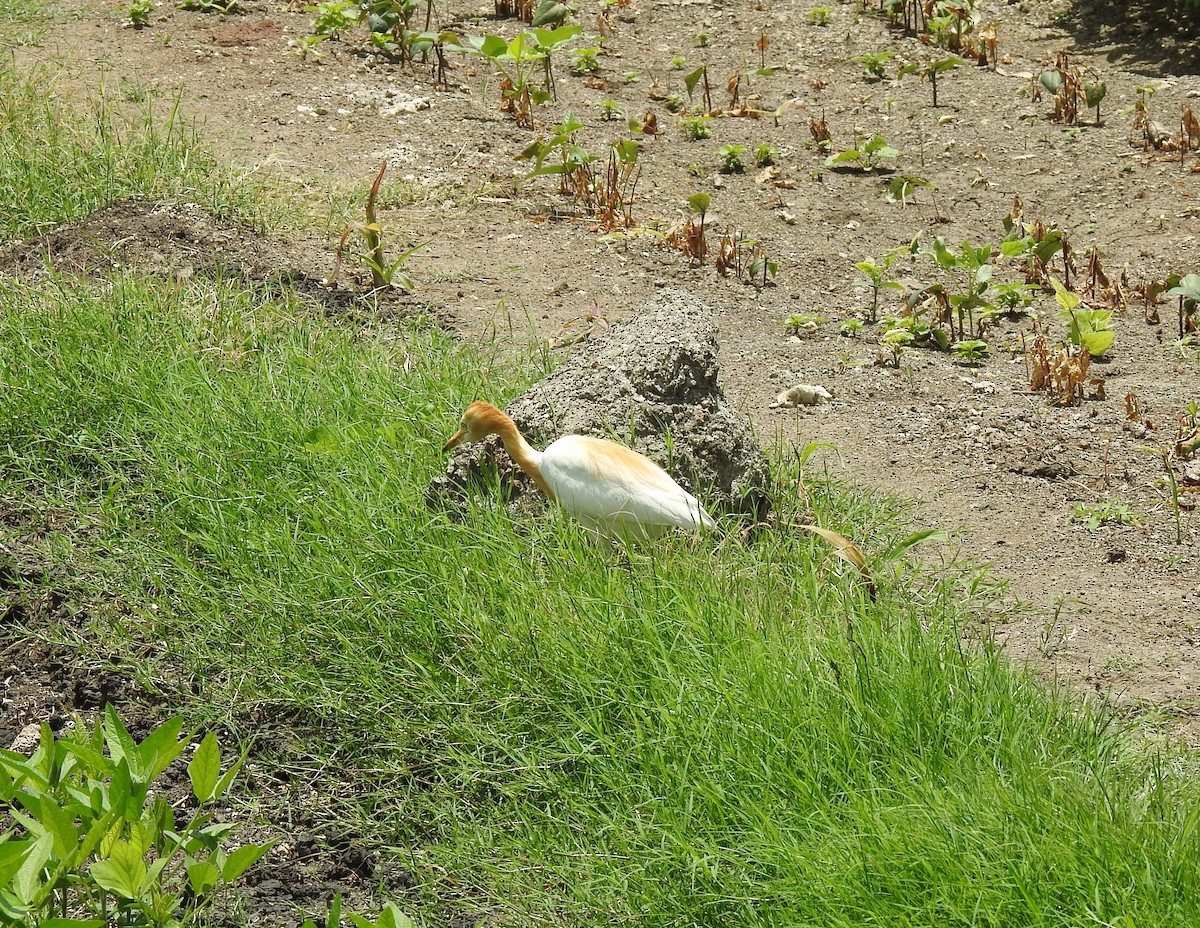 Eastern Cattle Egret - Omesh Bajpai