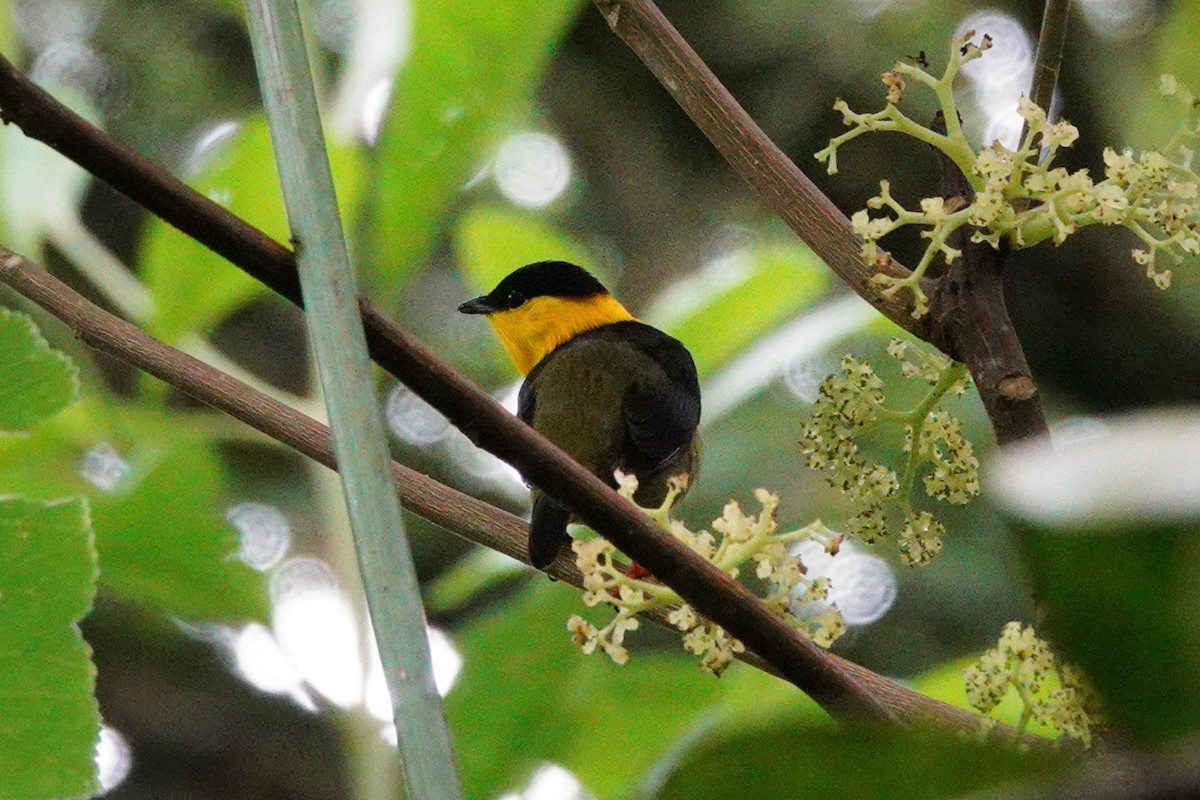 Golden-collared Manakin - Kathryn Young