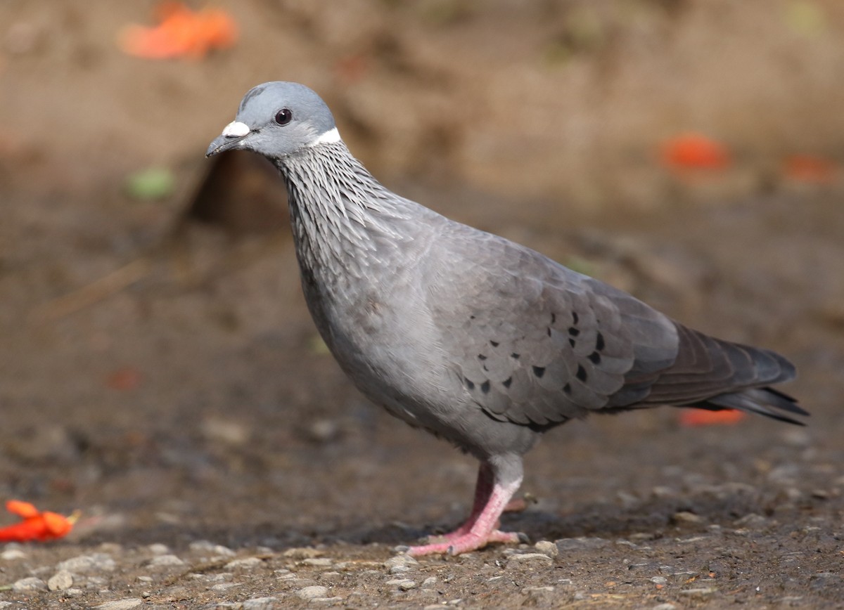 White-collared Pigeon - ML189003161