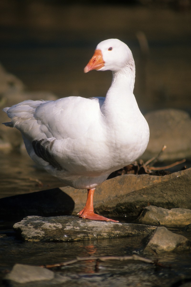 Domestic goose sp. (Domestic type) - ML189005601