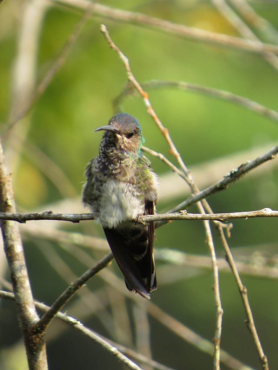 kolibřík bělokrký - ML189006201