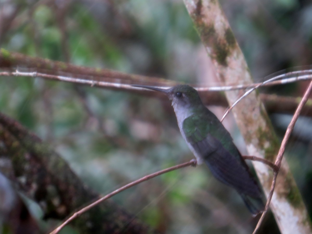 Gray-breasted Sabrewing - ML189006611