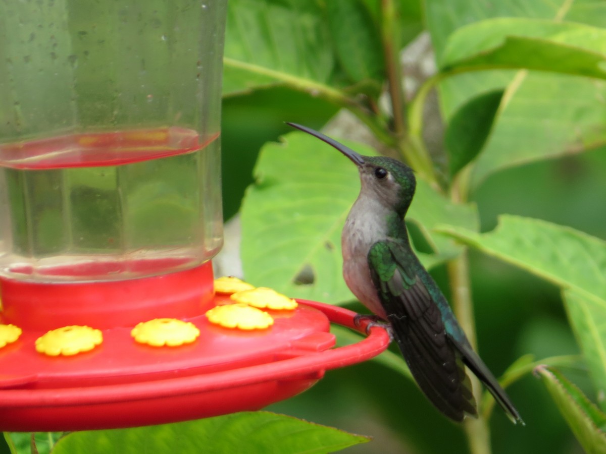 Gray-breasted Sabrewing - ML189007071
