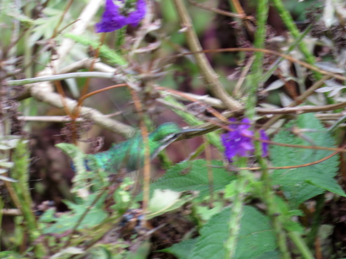 Blue-tailed Emerald - ML189007321