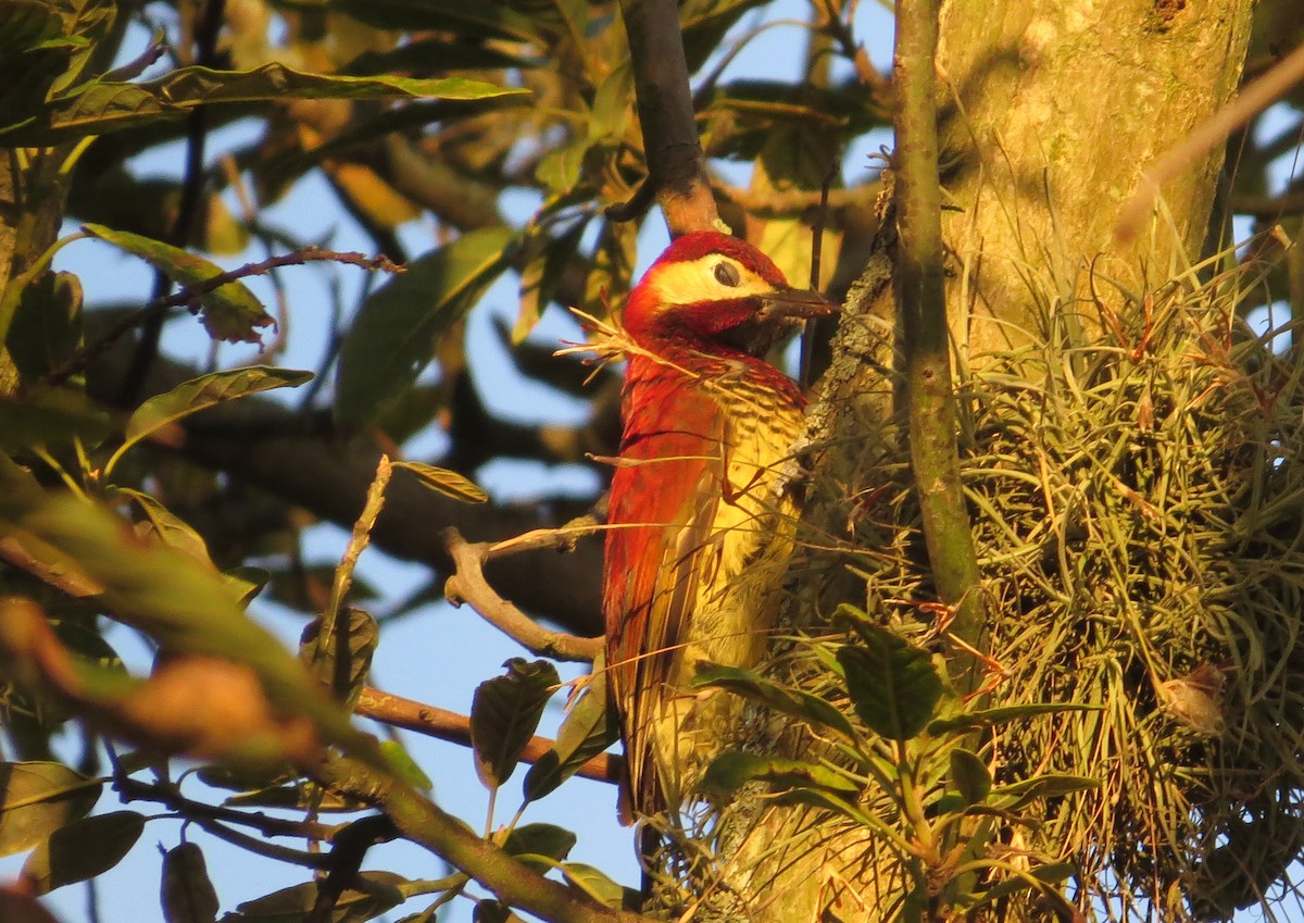 Crimson-mantled Woodpecker - Nic Korte