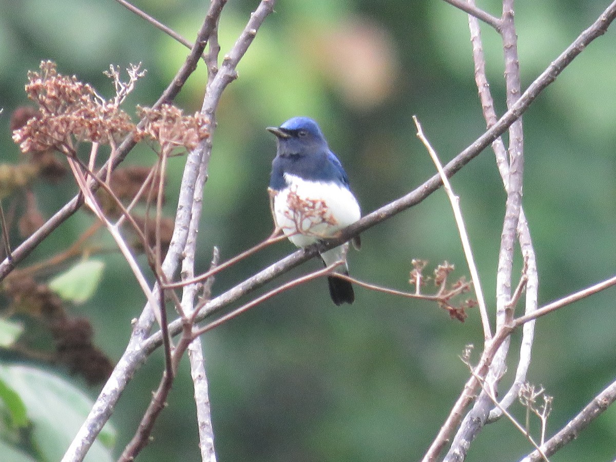 Blue-and-white Flycatcher - ML189007681