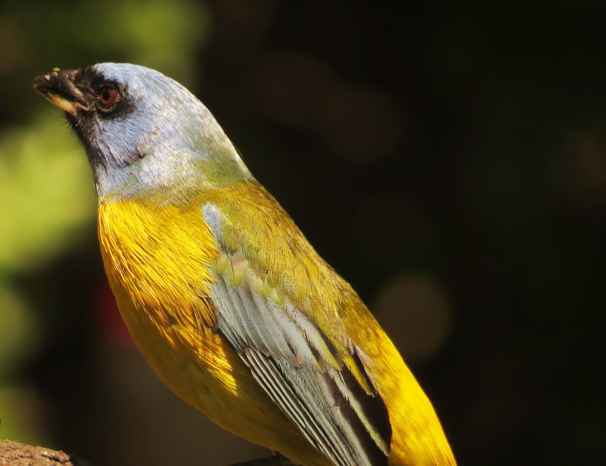 Blue-and-yellow Tanager - ML189007771