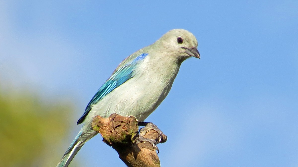 Blue-gray Tanager - ML189008611