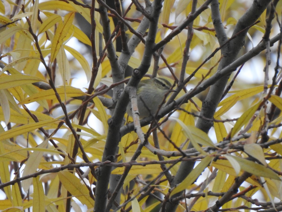 Hume's Warbler - ML189008641