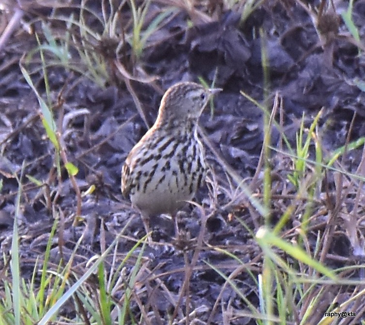 Red-throated Pipit - ML189018811