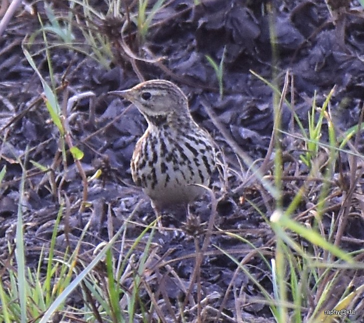 Red-throated Pipit - ML189018981