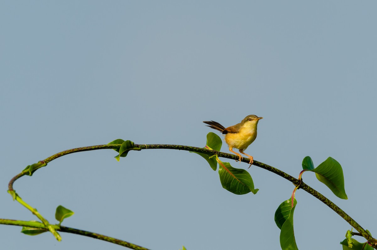 Common Tailorbird - Ramesh Desai