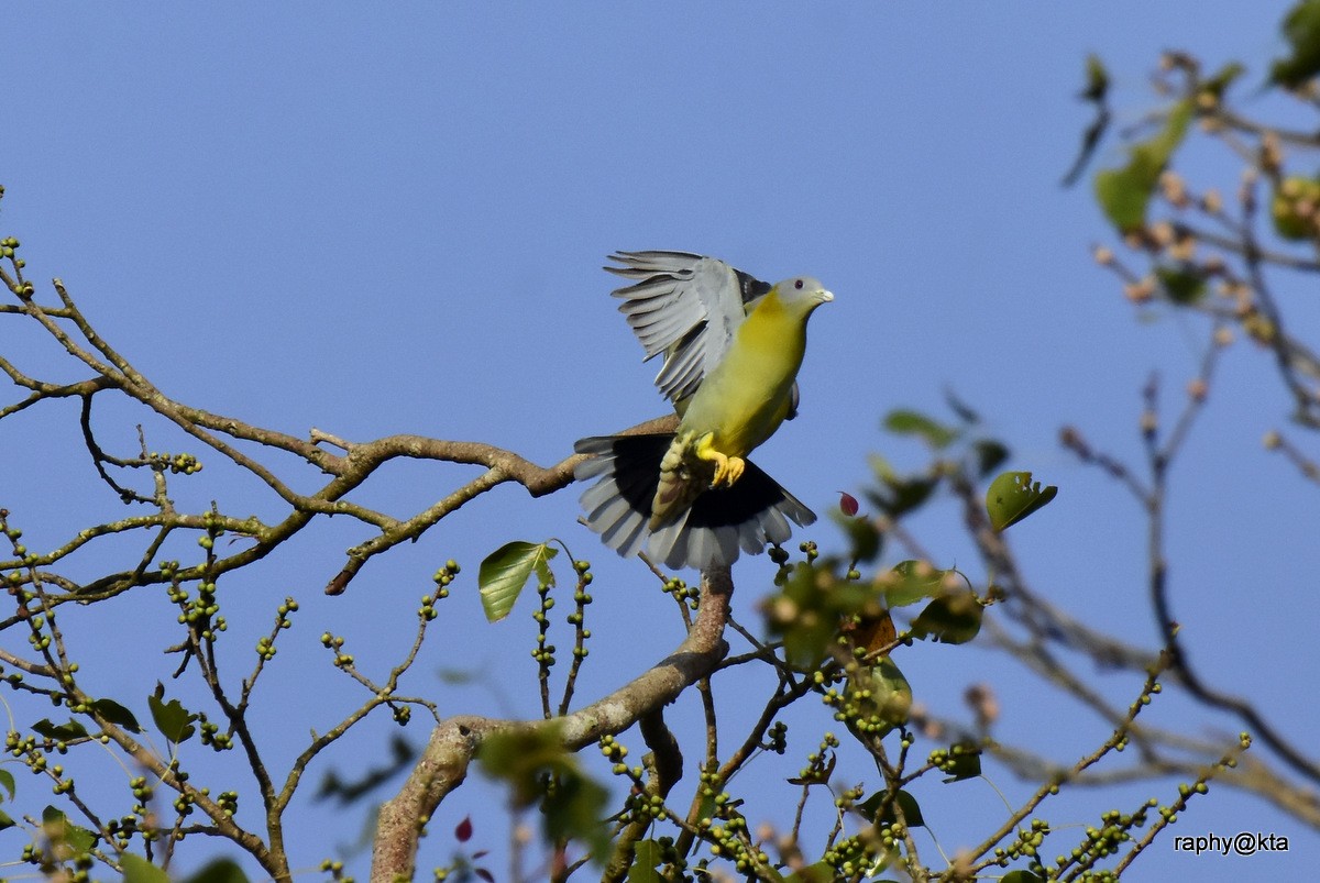 Yellow-footed Green-Pigeon - ML189021091