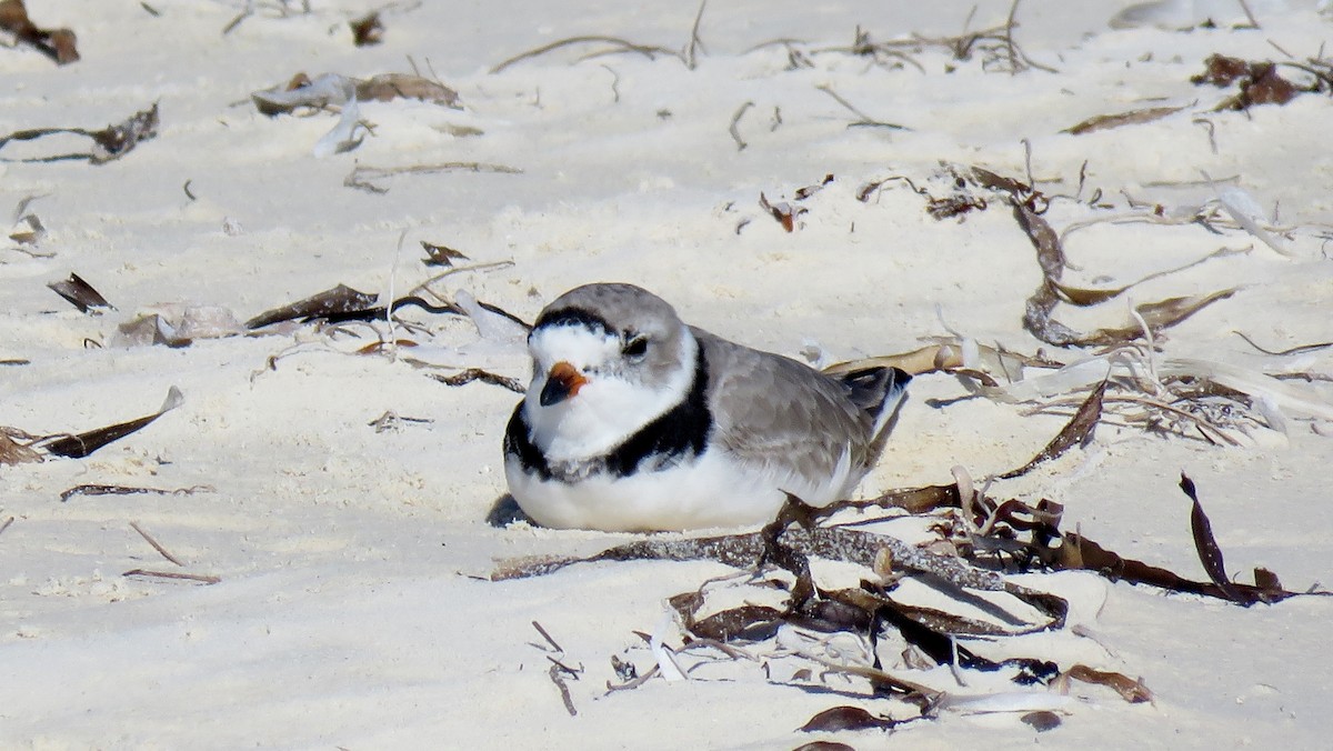 Piping Plover - ML189021281