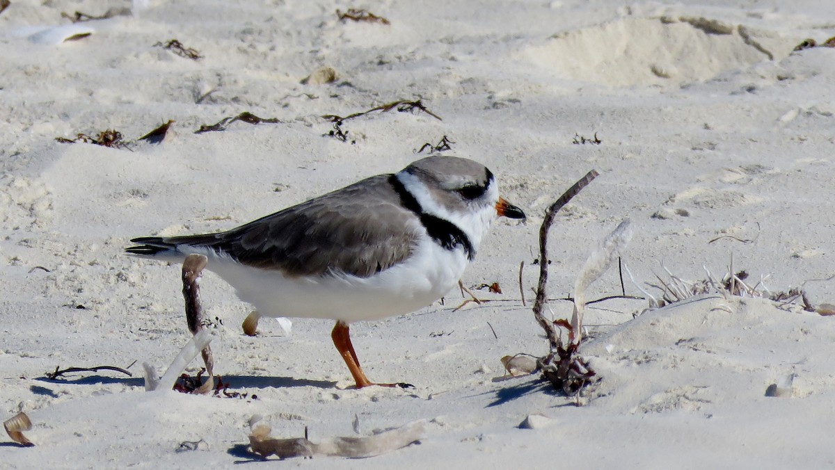 Piping Plover - ML189021311
