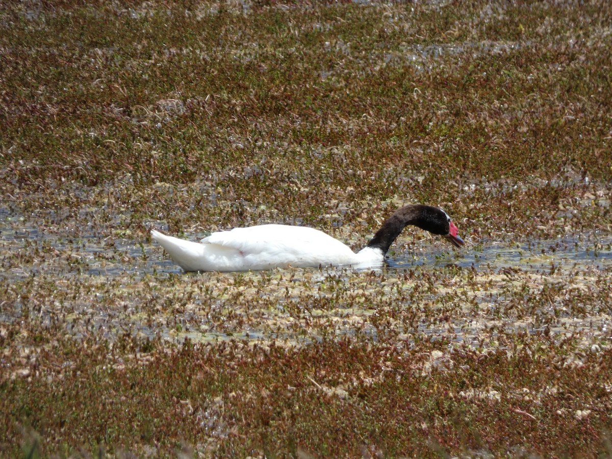 Black-necked Swan - Berty & Ernst Haueter