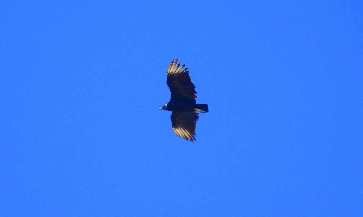 Black Vulture - grete pasch