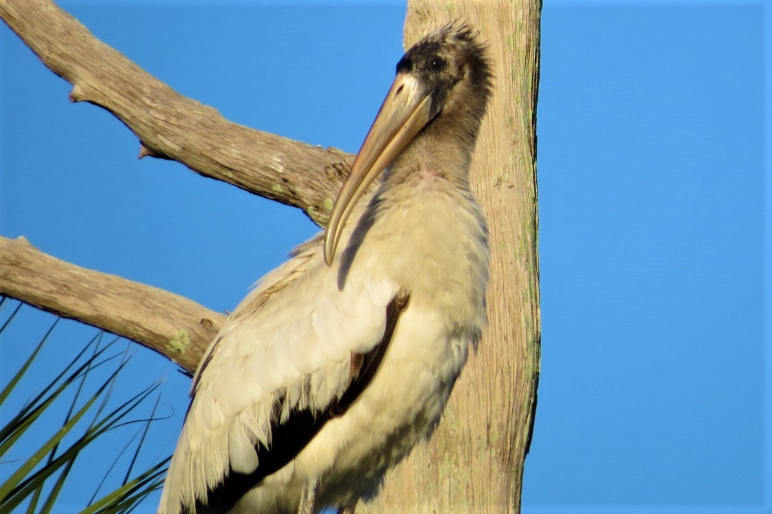 Wood Stork - ML189032551