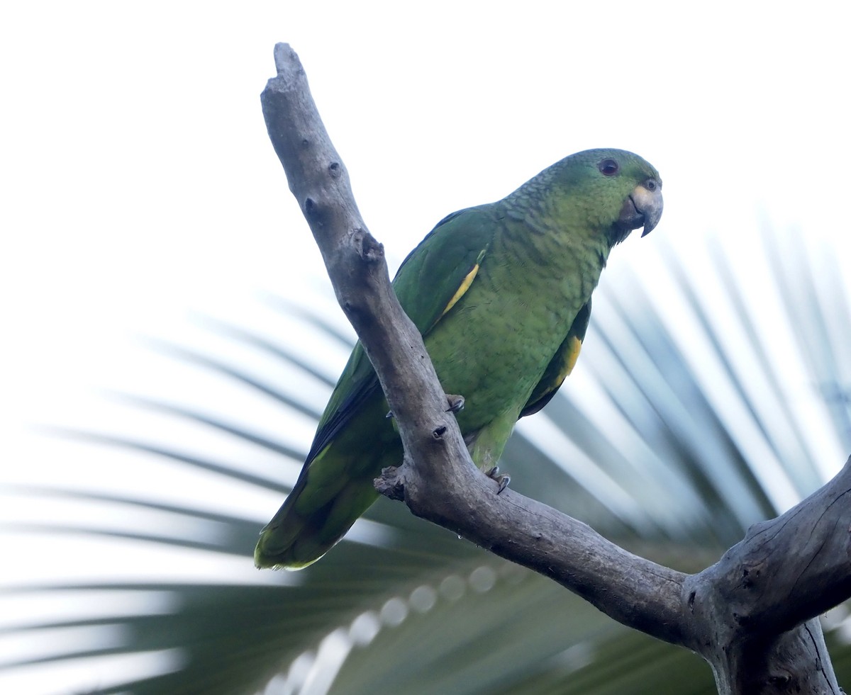 Scaly-naped Parrot - Yve Morrell