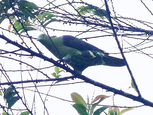 Wedge-tailed Green-Pigeon - David Cooper