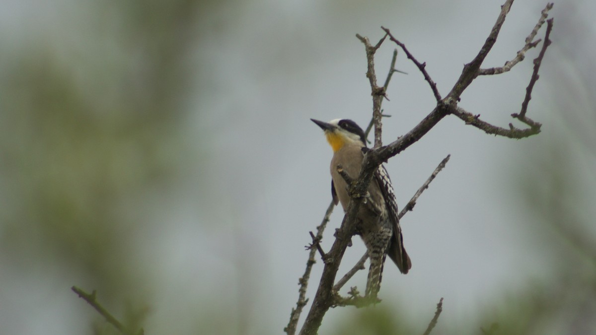 White-fronted Woodpecker - ML189045661
