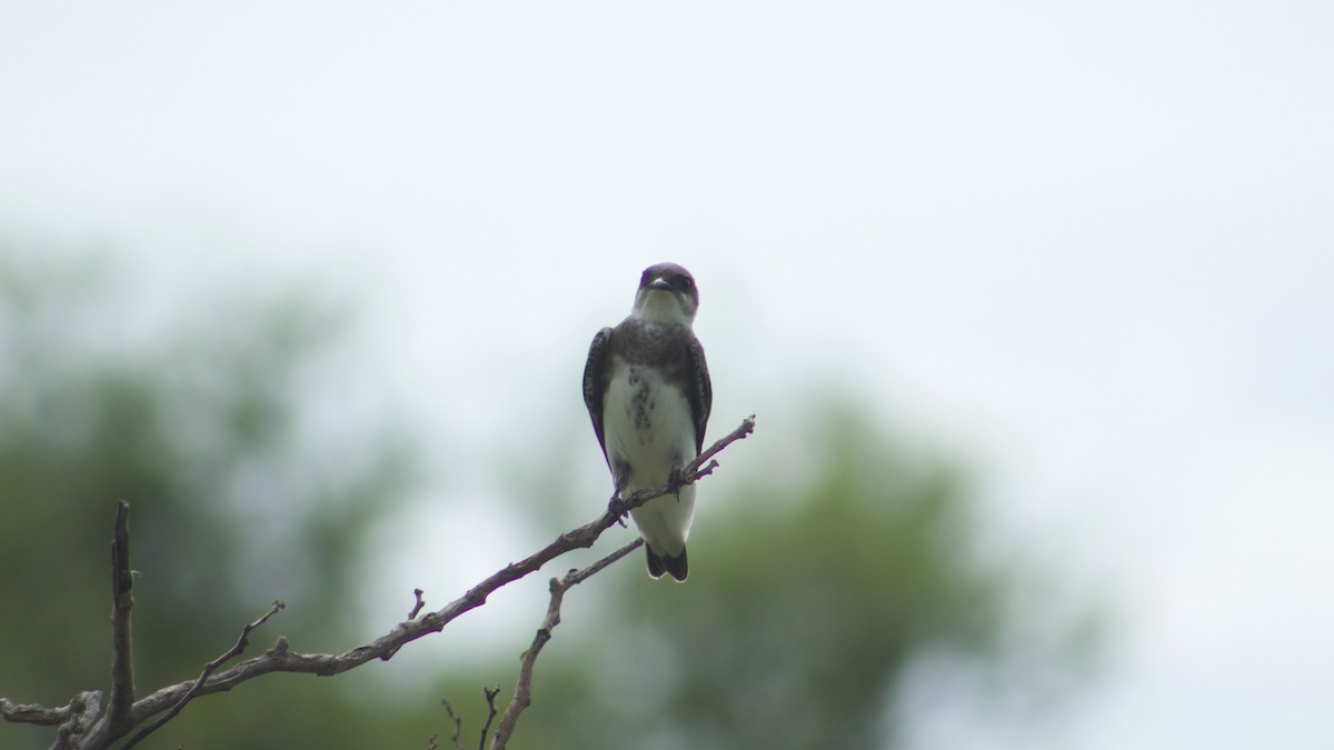 Brown-chested Martin - ML189045801
