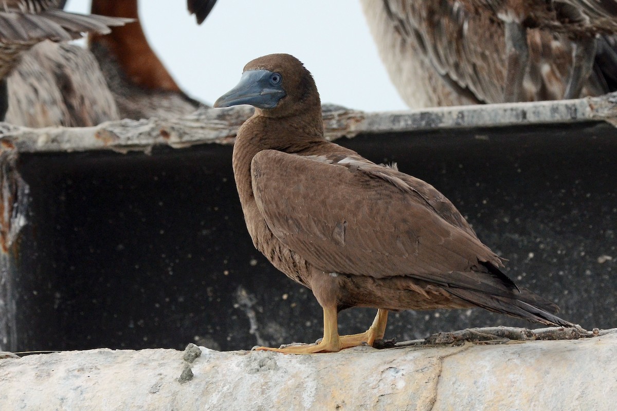Brown Booby - ML189046781