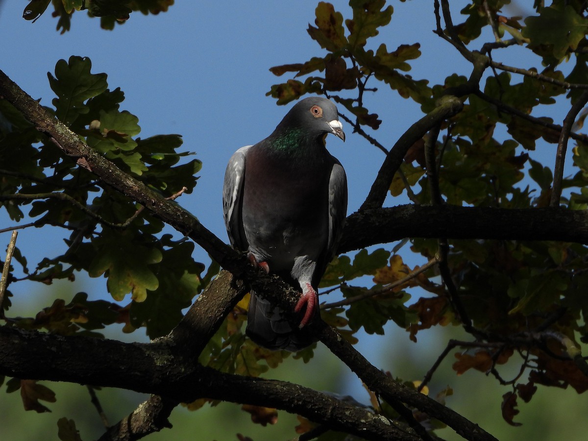 Rock Pigeon (Feral Pigeon) - ML189050021