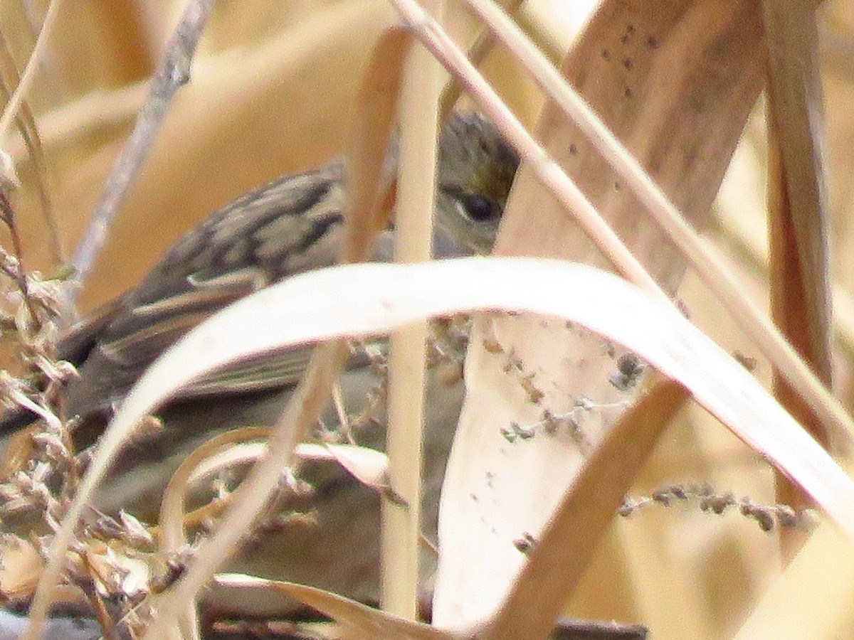 Golden-crowned Sparrow - Bryant Olsen