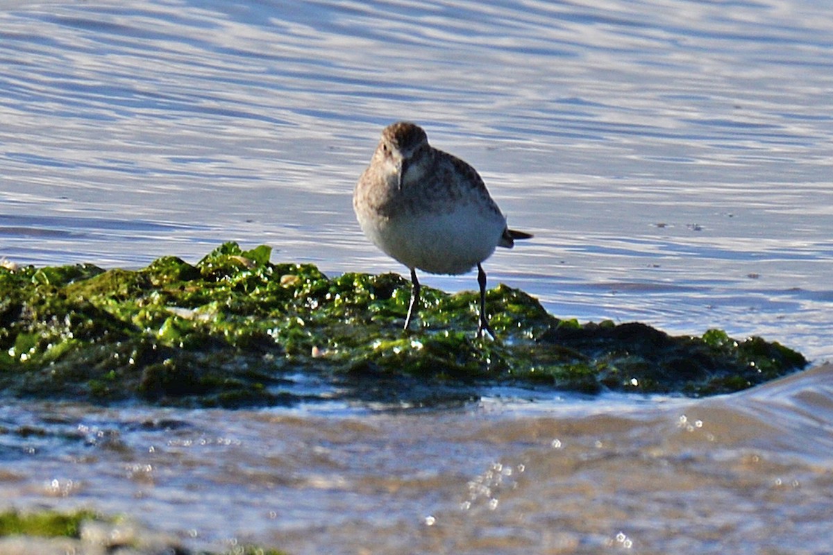 Baird's Sandpiper - Brian Carruthers