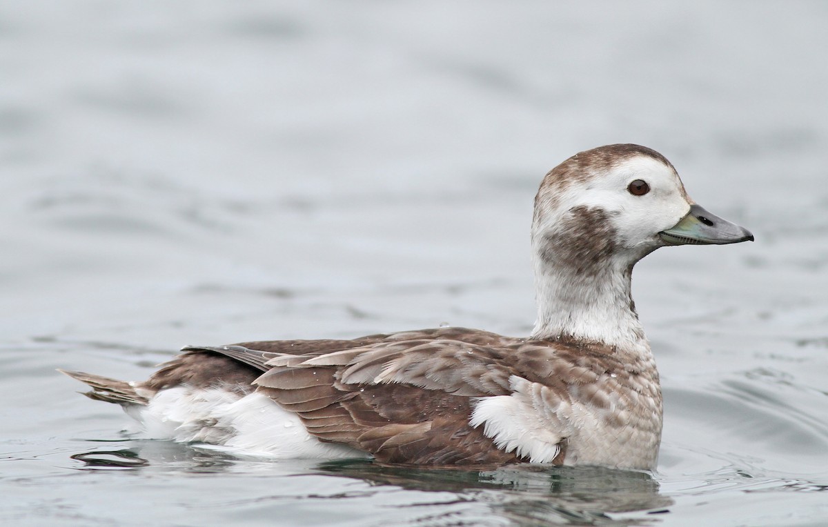 Long-tailed Duck - ML189060581