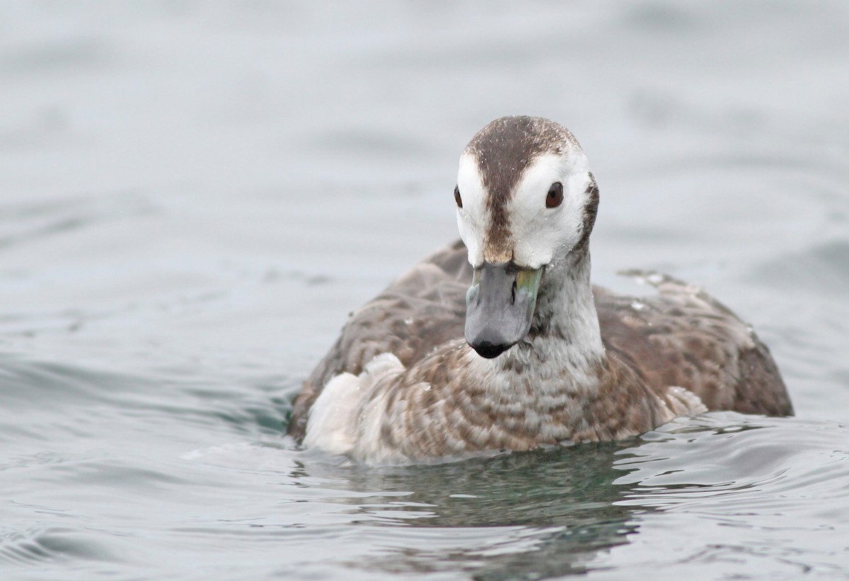 Long-tailed Duck - ML189060591