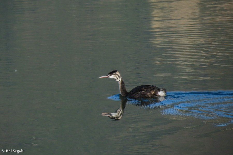 Great Crested Grebe - ML189068741