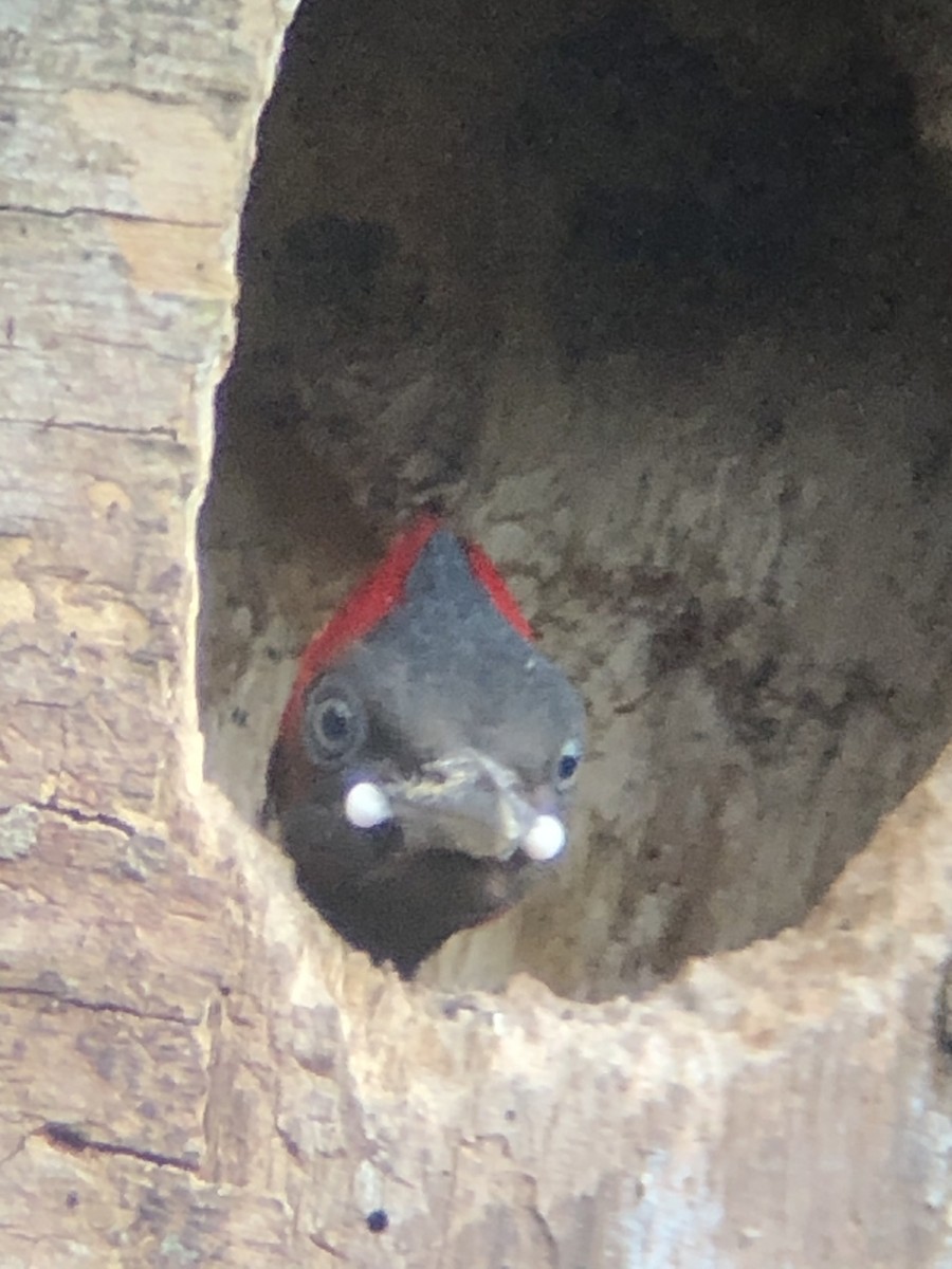 Pale-billed Woodpecker - David Rodríguez Arias