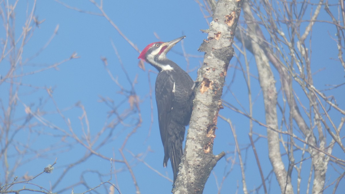 Pileated Woodpecker - Larry Cowan