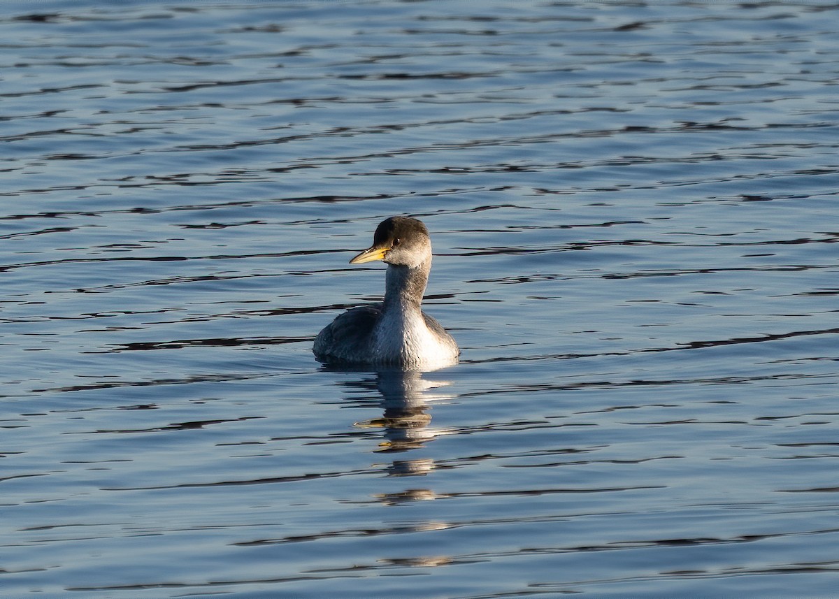 Red-necked Grebe - ML189075661