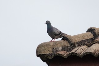 Rock Pigeon (Feral Pigeon), ML189076421